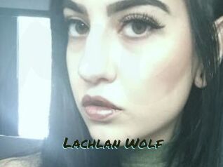Lachlan_Wolf Muhyoo Adult