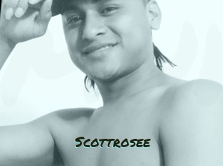 Scottrosee